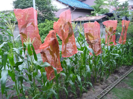 玉葱保存袋