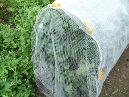 防虫布