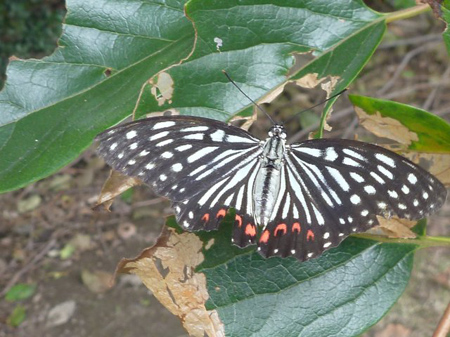 タテハチョウ