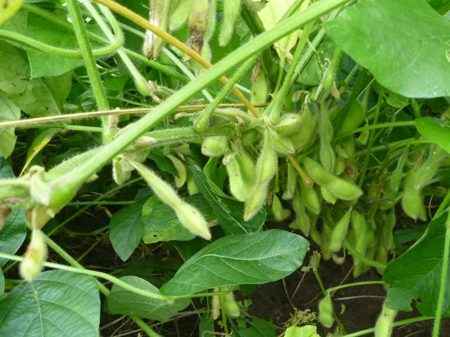 豆