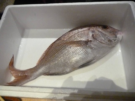 鯛