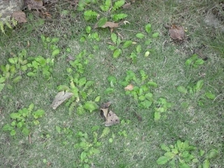雑草
