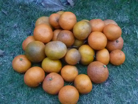 甘味と酸味