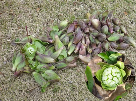 蕗の薹