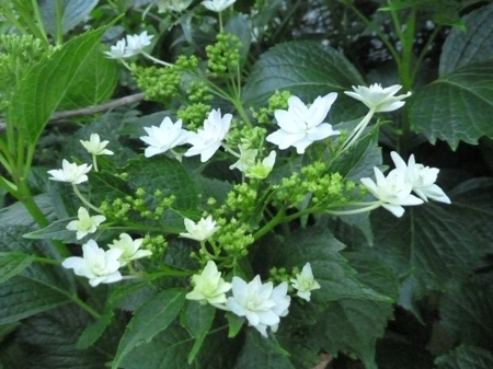 墨田の花火