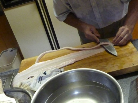 鱧