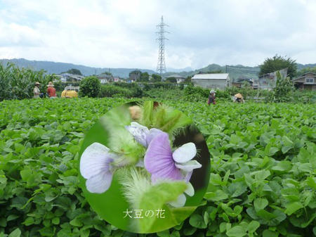 薬剤散布