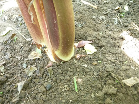 芋