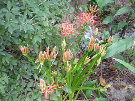 曼珠沙華