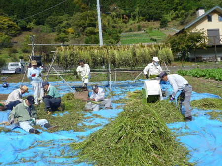 檜原蕎麦の脱穀