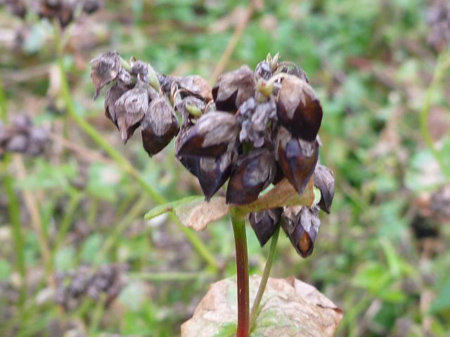 玄蕎麦処理