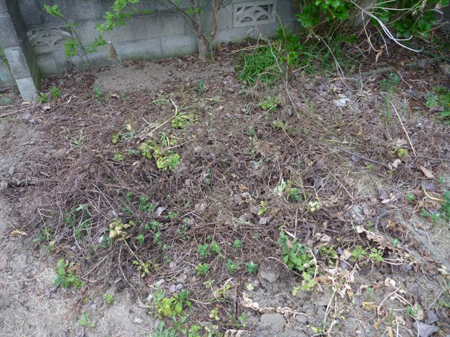 ウドの軟白栽培