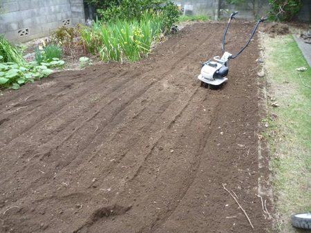 ウドの軟白栽培