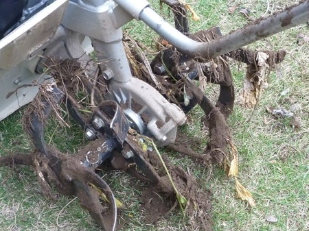 ウドの軟白栽培