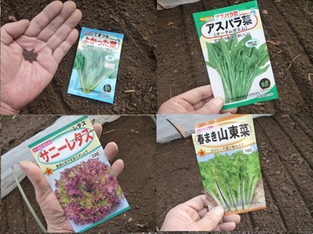 しぶと草
