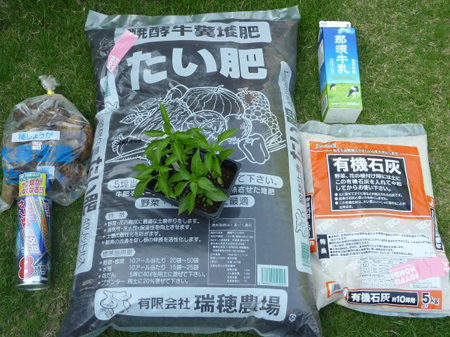 蝦夷山葵の花