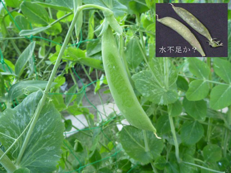 蝦夷山葵の花