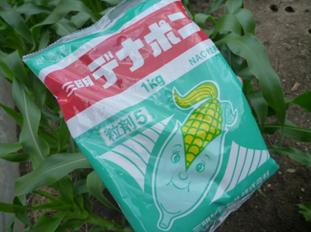 トウモロコシの雄花