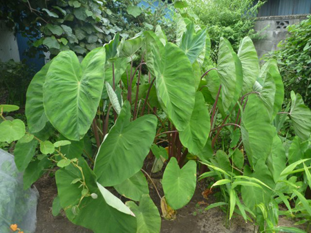 八つ頭