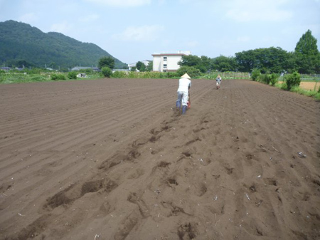 根小屋蕎麦播種