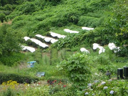 檜原村蕎麦畑（除草）