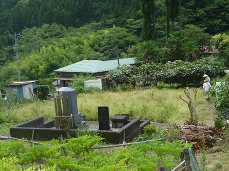 残った除草