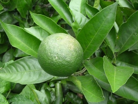 埼玉菜園（ガス欠）