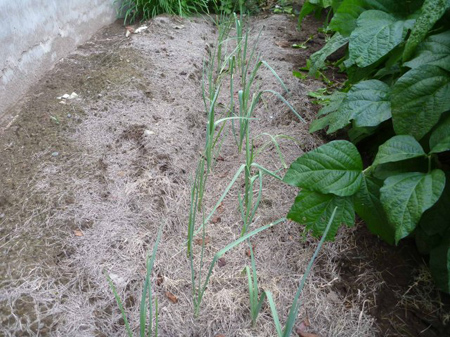 埼玉菜園（ガス欠）