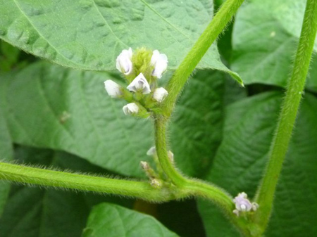 埼玉菜園（ガス欠）