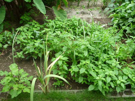 埼玉菜園（ガス欠）