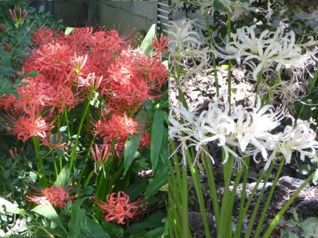 彼岸の花