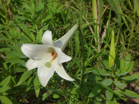 百合の花