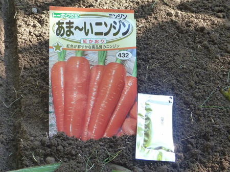 ニンジンを蒔く