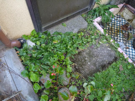 みかん＆キウィの収穫