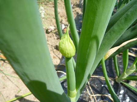 埼玉菜園（玉葱のワケギ）