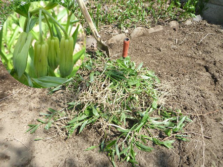 埼玉菜園（玉葱のワケギ）