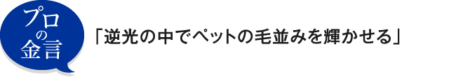 プロの金言「逆光の中でペットの毛並みを輝かせる」
