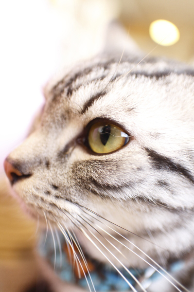 猫1