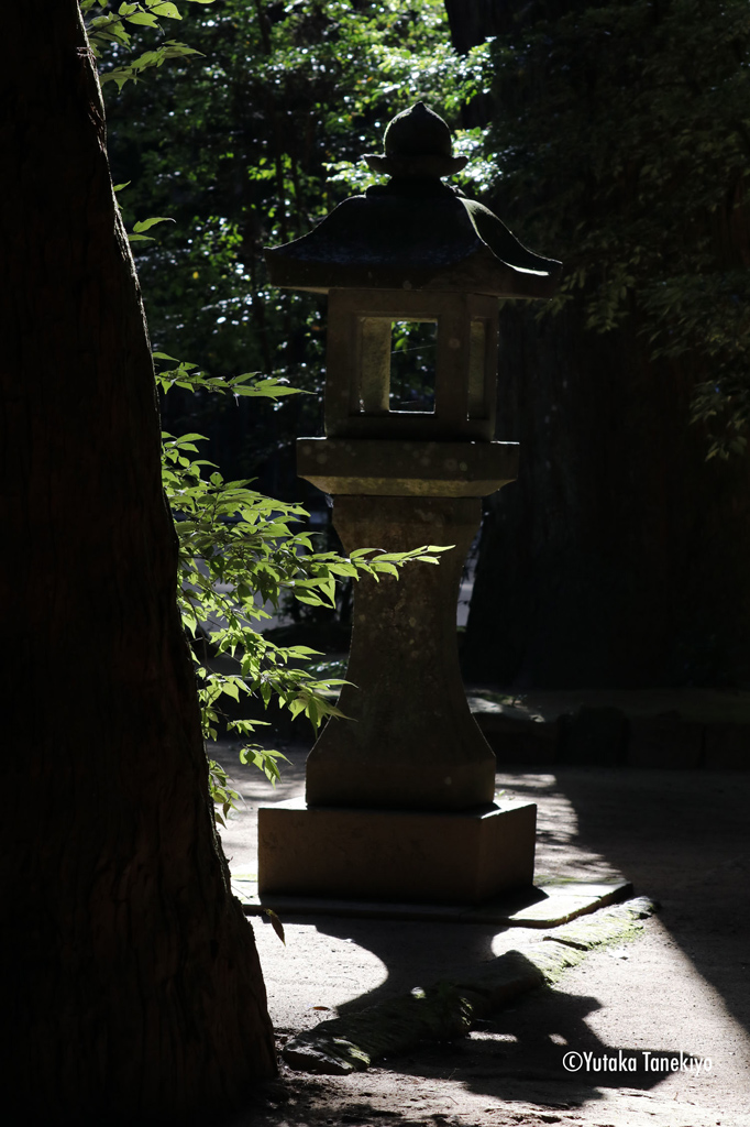 逆光1
