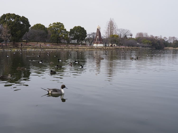 はじめての野鳥撮影方法とコツ・テクニック作例５