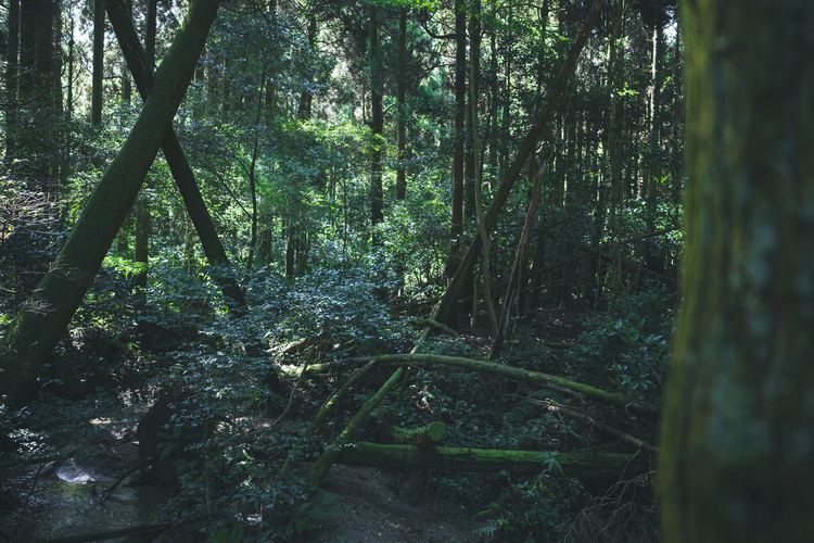 10_シグマ24mm F3.5 DG DN  Contemporaryでの作例.jpg