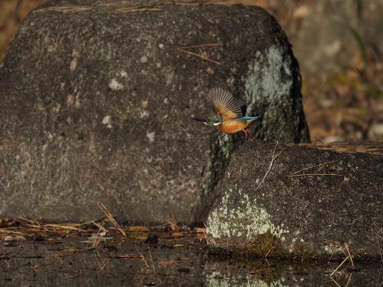 OM-D E-M1 Mark IIIレビュー作例カワセミ連射２.jpg
