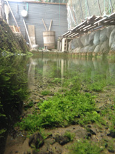 水上と水中